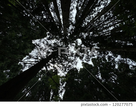Looking up at the trees in the summer mountains (Tateyama, Tateyama Town, Toyama Prefecture) Looking up at the trees in the summer mountains (Tateyama, Tateyama Town, Toyama Prefecture) 120277075