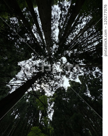 夏天仰望山林（天山*富山縣立山町） 120277076
