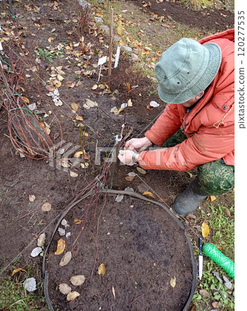 Pensioner presses and lays grapevine to the ground Pensioner presses and lays grapevine to the ground 120277535