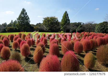 Saitama scenery 120277676