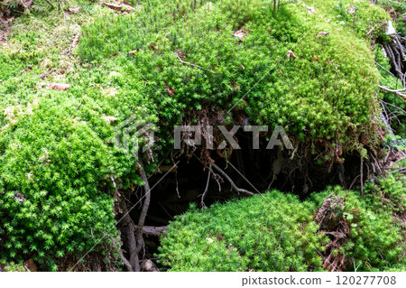 神秘的苔蘚和原始森林 神秘的苔蘚和原始森林 120277708