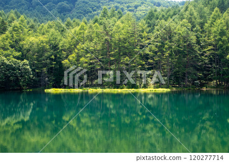 Mysterious moss and virgin forest Mysterious moss and virgin forest 120277714