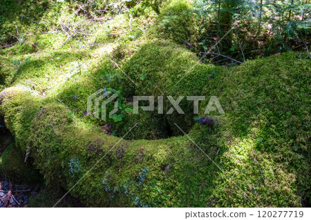 神秘的苔蘚和原始森林 神秘的苔蘚和原始森林 120277719