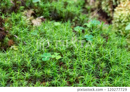 神秘的苔蘚和原始森林 神秘的苔蘚和原始森林 120277729