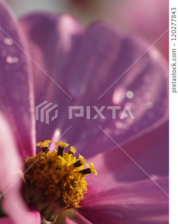 宇宙特寫 宇宙特寫 120277843