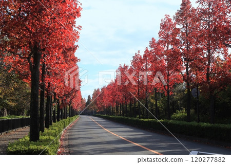 Kyoto, Autumn leaves, Katsurazaka, Nishikyo Ward, Tree line, Maple tree, Red, Morning, Autumn Kyoto, Autumn leaves, Katsurazaka, Nishikyo Ward, Tree line, Maple tree, Red, Morning, Autumn 120277882