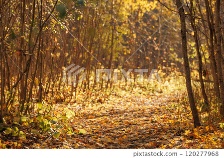 A tranquil autumn path surrounded by golden leaves in a serene forest during late afternoon sunlight A tranquil autumn path surrounded by golden leaves in a serene forest during late afternoon sunlight 120277968