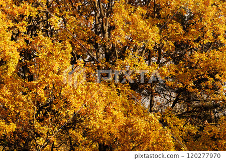 Vibrant autumn foliage in a serene forest showcases the beauty of changing seasons during a sunny afternoon 120277970