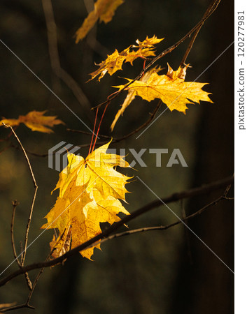 Golden maple leaves shining in sunlight against a dark forest backdrop during autumns embrace Golden maple leaves shining in sunlight against a dark forest backdrop during autumns embrace 120277981