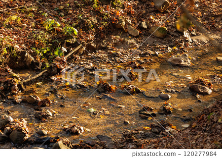 Serene autumn stream surrounded by colorful leaves in a tranquil forest during golden hour light 120277984