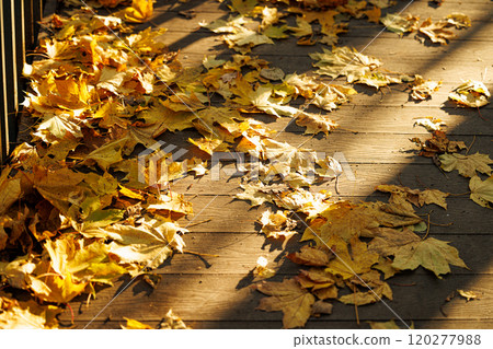 Autumn leaves blanket the wooden path in golden hues during a serene afternoon walk in the park 120277988