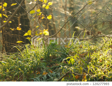 Lush green grass and vibrant foliage bask in the warm sunlight of a calm forest during autumns embrace Lush green grass and vibrant foliage bask in the warm sunlight of a calm forest during autumns embrace 120277993