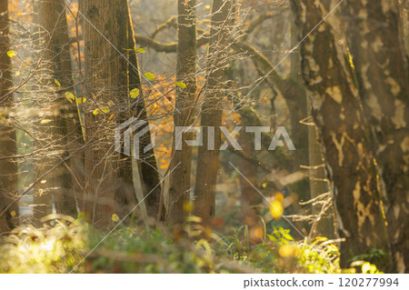 Golden light filters through autumn trees in a tranquil forest during the warm afternoon hours Golden light filters through autumn trees in a tranquil forest during the warm afternoon hours 120277994