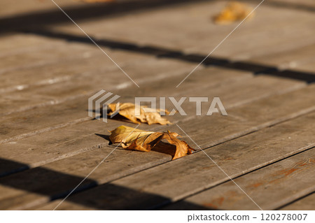 Golden leaves resting on a weathered wooden deck during a calm autumn afternoon Golden leaves resting on a weathered wooden deck during a calm autumn afternoon 120278007