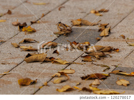 Colorful autumn leaves scattered on pavement in a serene park during a crisp afternoon 120278017