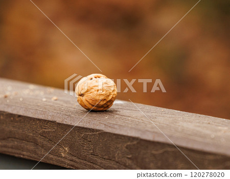 A solitary walnut rests on a wooden railing in a tranquil autumn setting at sunset in the forest 120278020