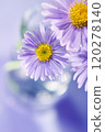 Beautiful pale purple chrysanthemum and aster flowers accented with a glass vase 120278140