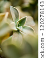 Sand color gradation succulents 120278143