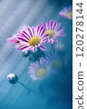 Pink chrysanthemums on a blue background, pink flower border 120278144