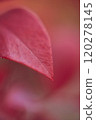 Close-up of red leaves, blueberry leaves, gradation 120278145