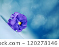 Purple Viola Pansy Polka Dot Bokeh on Blue Background 120278146