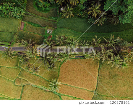 Above view of rice terraces and road under palm trees. Countryside in Bali island. Above view of rice terraces and road under palm trees. Countryside in Bali island. 120278161