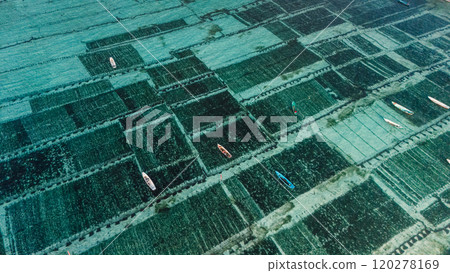 Drone view of seaweed farm at Lembongan island in Indonesia Drone view of seaweed farm at Lembongan island in Indonesia 120278169