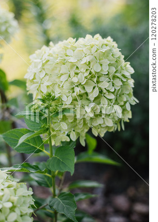 Pale lime with white inflorescences of paniculate hydrangea Pixio in summer Pale lime with white inflorescences of paniculate hydrangea Pixio in summer 120278203
