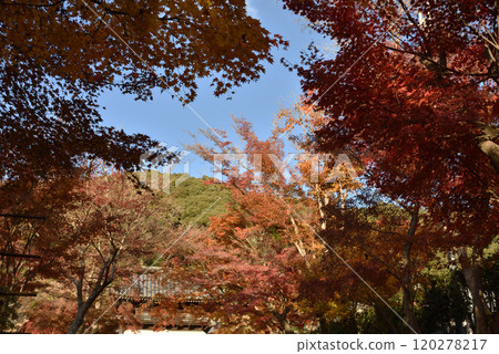 興勝寺山門和琴坂楓樹（京都府宇治市） 120278217
