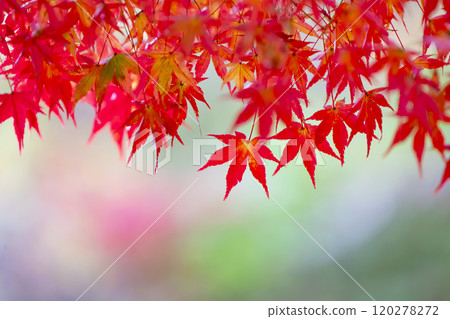 秋葉/秋天 120278272