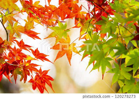 秋葉/秋天 120278273