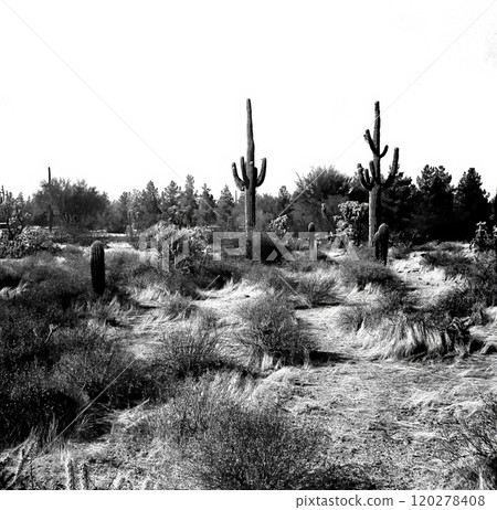 Film Image Sonora Desert Arizona Monochrome Film Image Sonora Desert Arizona Monochrome 120278408