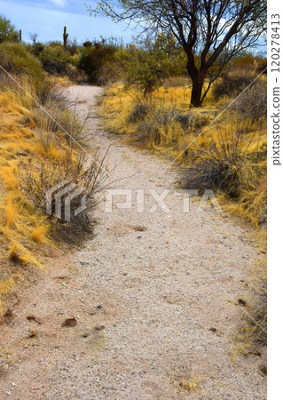 Arizona Desert Arroyo Arizona Desert Arroyo 120278413