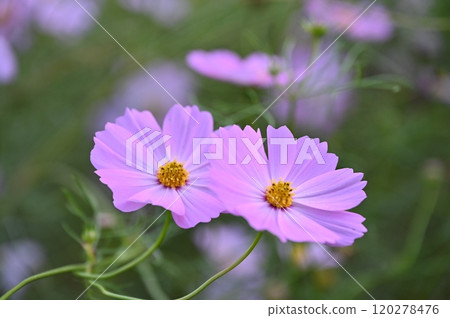 開花在秋天領域的桃紅色波斯菊花 120278476