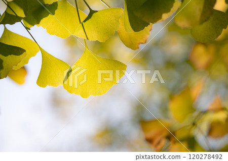 Autumn leaves begin to change in Tokyo 120278492