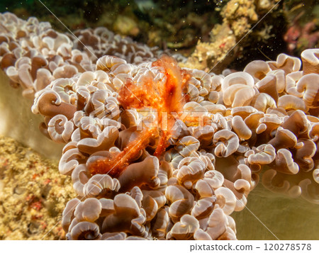 An Orangutang crab, Achaeus japonicus, on a sea anemone in Puerto Galera, Philippines An Orangutang crab, Achaeus japonicus, on a sea anemone in Puerto Galera, Philippines 120278578