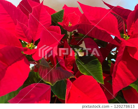 Poinsettia red flower Poinsettia red flower 120278613
