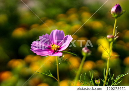 漂亮的宇宙 漂亮的宇宙 120278651