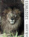 A true lion 120278653
