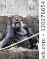 Gorilla who is good at begging 120278654
