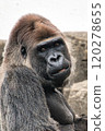 Serious-faced gorilla 120278655