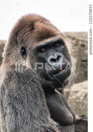 Serious-faced gorilla Serious-faced gorilla 120278655