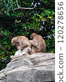 Monkey grooming 120278656