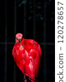 Scarlet ibis 120278657