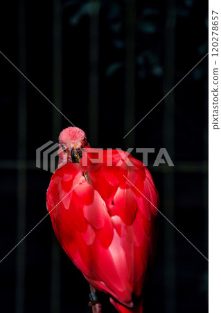 Scarlet ibis Scarlet ibis 120278657