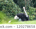 Smiling Ostrich 120278658