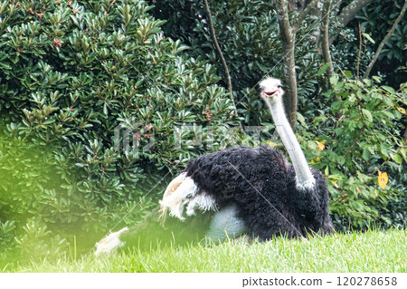 Smiling Ostrich Smiling Ostrich 120278658