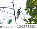 Tits fringing on branches 120278661