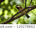Sunlight filtering through the trees and a Grey-capped Woodpecker 120278662