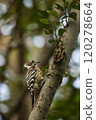 Kogera stopping on the branches of the tree 120278664